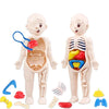 Montessori Toys Children Science Education Human Body Organ Anatomy Model DIY Assembled Medical Toys Teaching Tools Child Kids